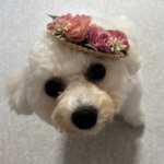 現在の画像に代替テキストがありません。ファイル名: image.png